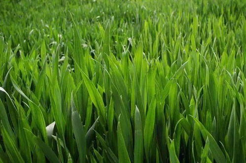 秋冬种及冬季农业开发农技行动启动实施，推动农业种植技术升级