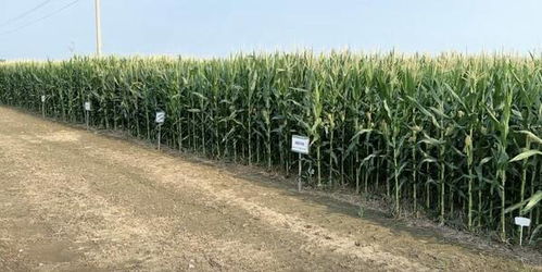 科技赋能，绿色共生 中化农业MAP发布2024绿色高质量发展报告，引领农业种植技术开发新篇章