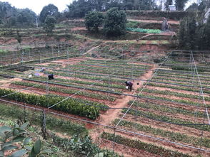 乐山地杰农林科技 深耕油茶种植基地，以技术创新驱动产业高质量发展
