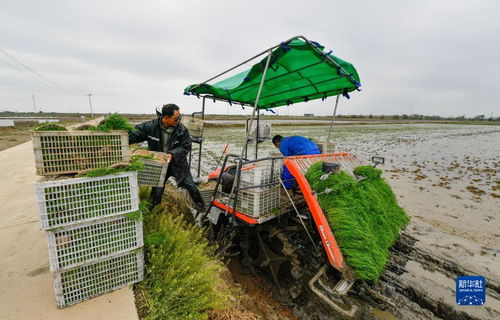 天津小站稻插秧季启幕 农业种植技术革新驱动绿色高质量发展