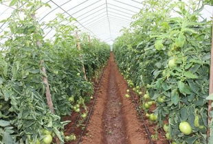 科技赋能，精准灌溉 蔬菜水肥一体化栽培技术引领现代农业新篇章