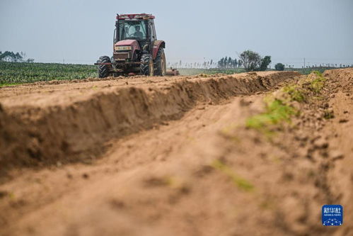 科技赋能，农旅融合——千亩仙人掌基地绘就乡村振兴新画卷