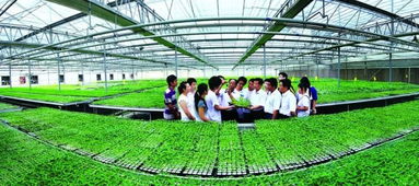 潍坊蔬菜 农业种植技术的创新与发展