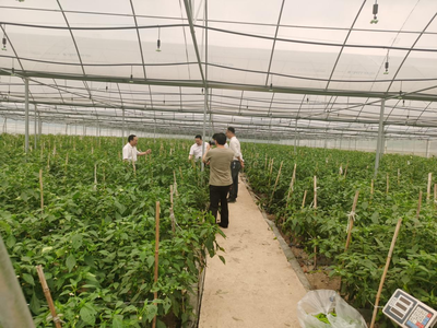 江华人大深入一线开展蔬菜产业发展专题调研，助力农业种植技术开发与产业升级