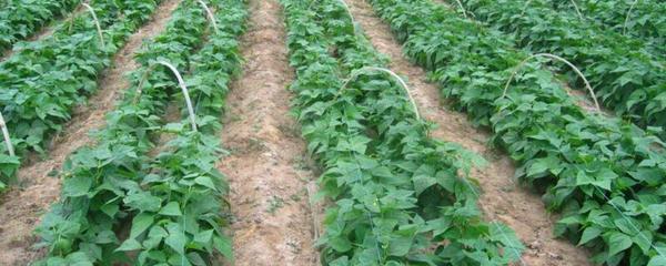 蔬菜种植技术与管理 从基础到实践的全面指南