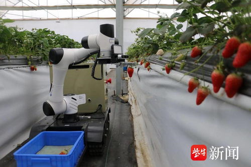 南农大研发的采草莓机器人 24小时不休息，农业科技的跨界改变