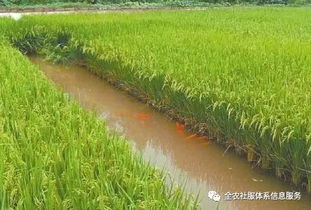 稻渔综合种养规范发展与农业技术双驱联动路径分析