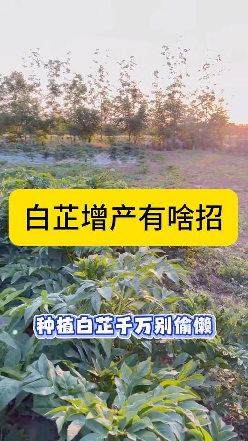 中药材种植# #中药材种植技术# #中草药种植# #农业种植# #三农种植