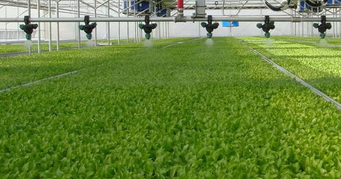科技助力 农民种菜用上智能键 农业种植技术开发