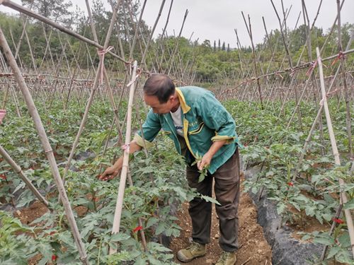 修文县人大代表带头致富，产业发展与农业技术开发助推农民增收