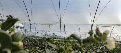 雷马散光膜 光技术持续探索，助力高原特色设施农业发展