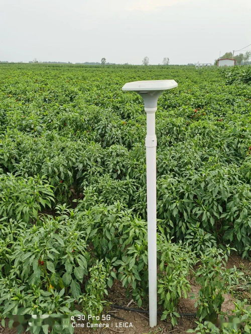 临颍县5G技术赋能辣椒种植，助推现代农业高质量发展