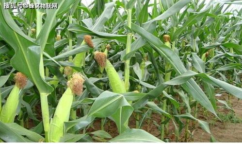 现代农业蔬菜栽培技术 智慧大棚与蜂窝物联的创新应用