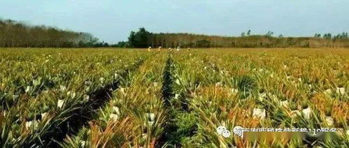 临高科技特派员下乡 以技术赋能农业，提升农户种植水平