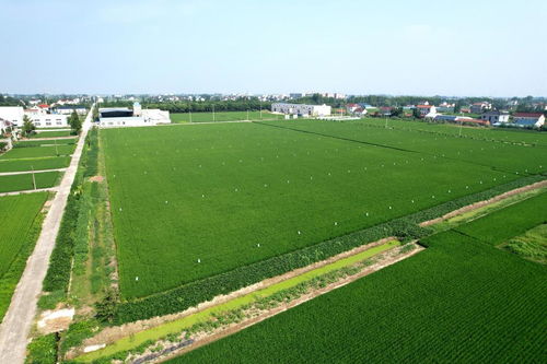 院士牵手优质品种与栽培良法，助力稻米产业高质量发展