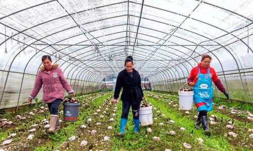 黔西县羊肚菌种植 技术开发助力农户增收