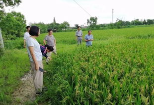 暴力梅雨肆虐愁煞农业种植户，农技专家分赴田头指导灾后自救与技术开发